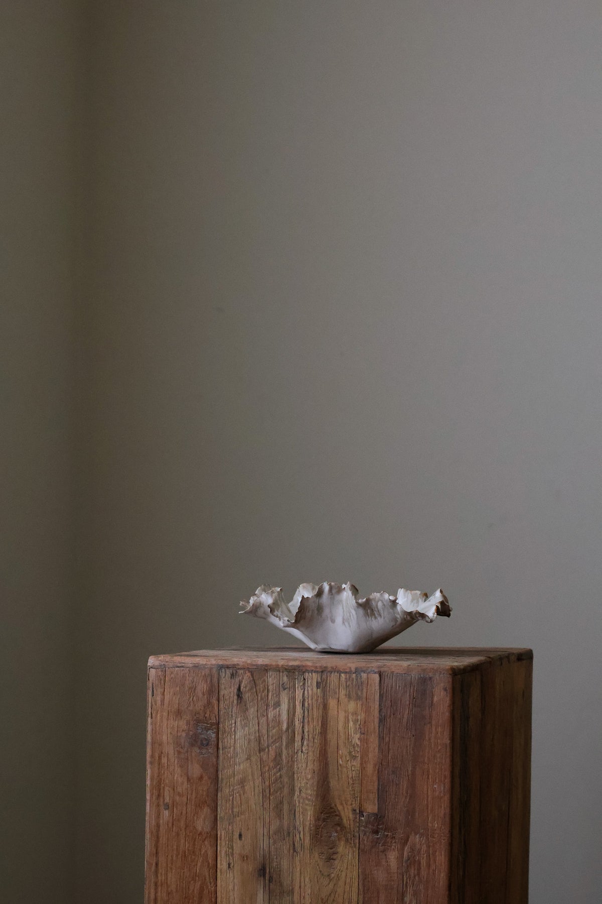 CORAL DISH BIRCH