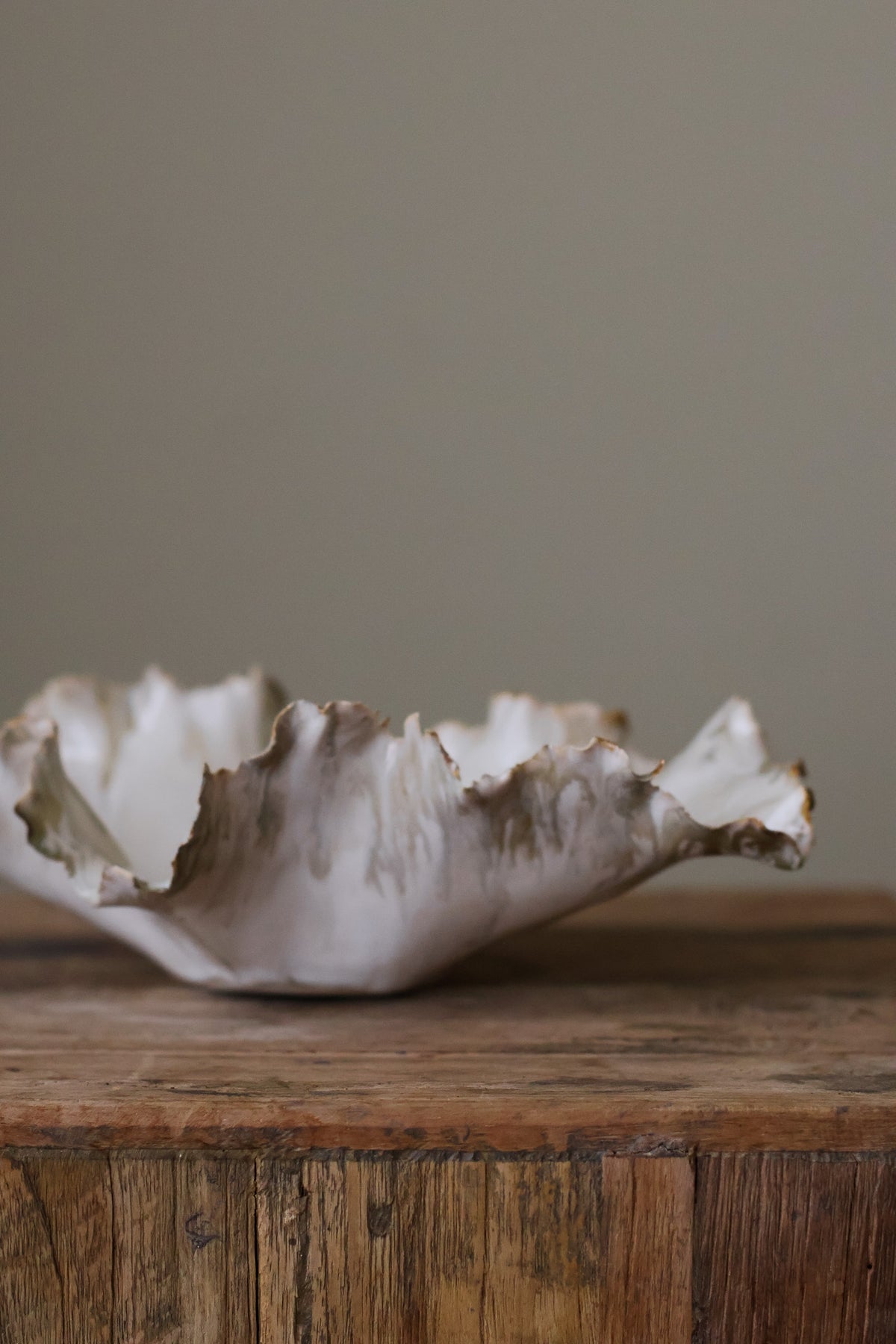 CORAL DISH BIRCH
