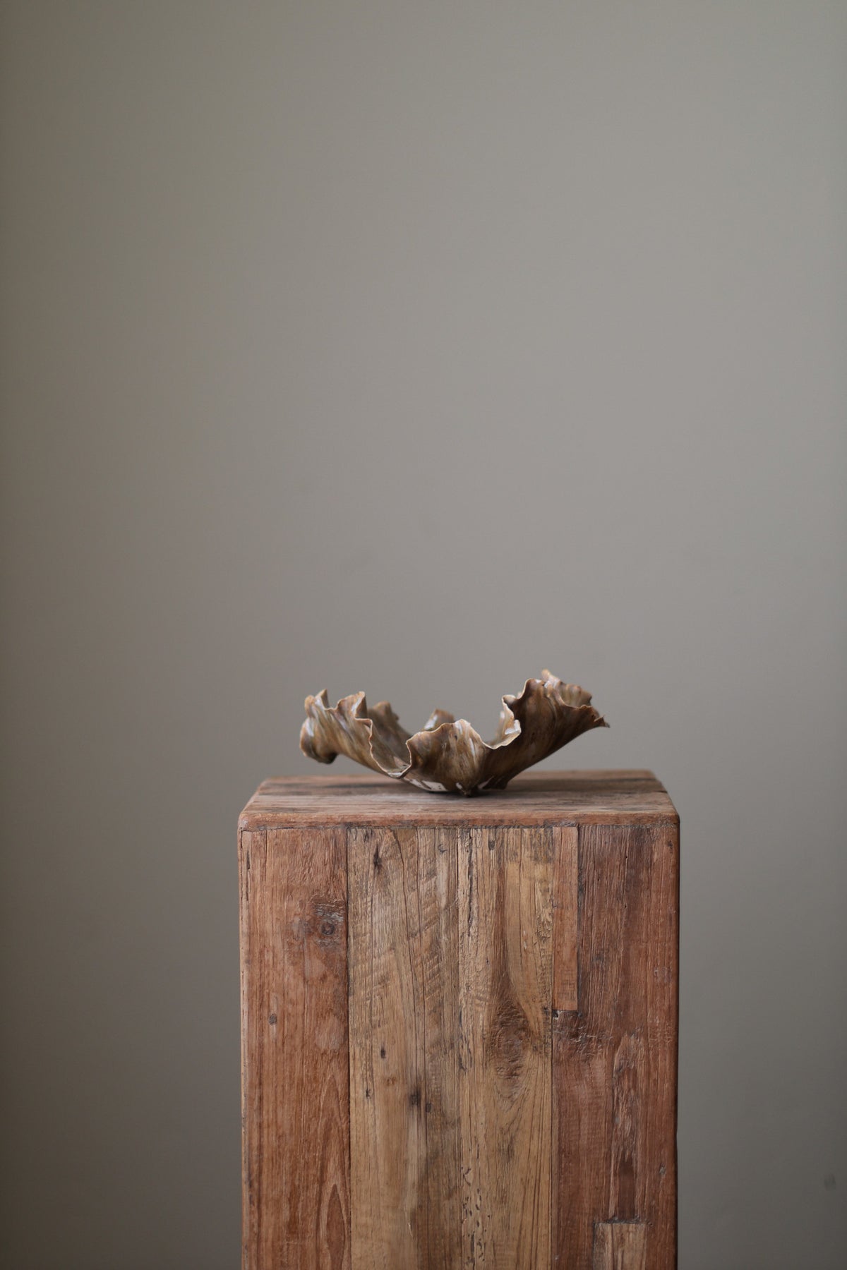 CORAL DISH EARTH