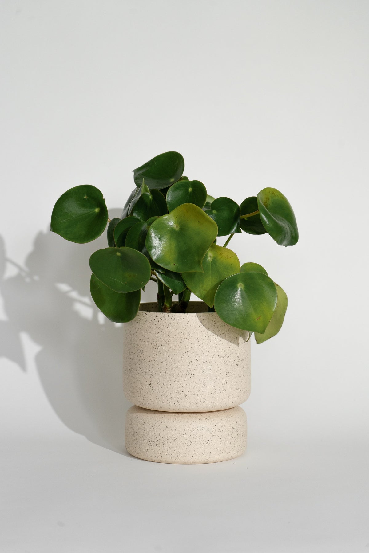 Crafted in cream with a sleek two-piece design, this stylish planter elevates any space. Featuring a removable top for easy water disposal or self-watering, it enhances your home décor while showcasing nature's beauty.